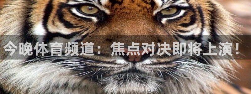 今晚体育频道：焦点对决即将上演！